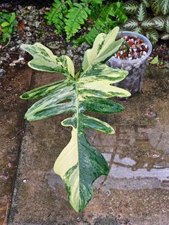 (Category: ) located in . Submitted by botak_garden (Listing ID 1319605572, Image 1). Description: .