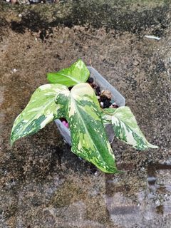 (Category: ) located in . Submitted by botak_garden (Listing ID 1319626838, Image 1). Description: .
