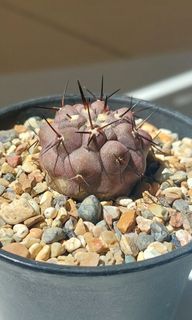 (Category: ) located in . Submitted by cactisprout (Listing ID 1319543198, Image 1). Description: .