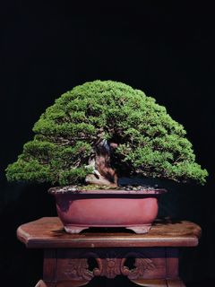 (Category: ) located in . Submitted by bonsai_inc (Listing ID 1319533243, Image 1). Description: .