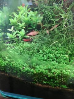 (Category: ) located in . Submitted by bryantan.lt (Listing ID 1319551479, Image 1). Description: .