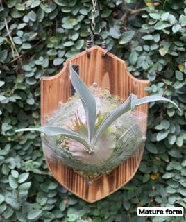 (Category: ) located in . Submitted by meeplants (Listing ID 1319633001, Image 1). Description: .
