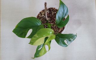 (Category: ) located in . Submitted by philo_foliage (Listing ID 1317188339, Image 1). Description: .