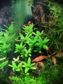 (Category: ) located in . Submitted by bryantan.lt (Listing ID 1319551812, Image 1). Description: .