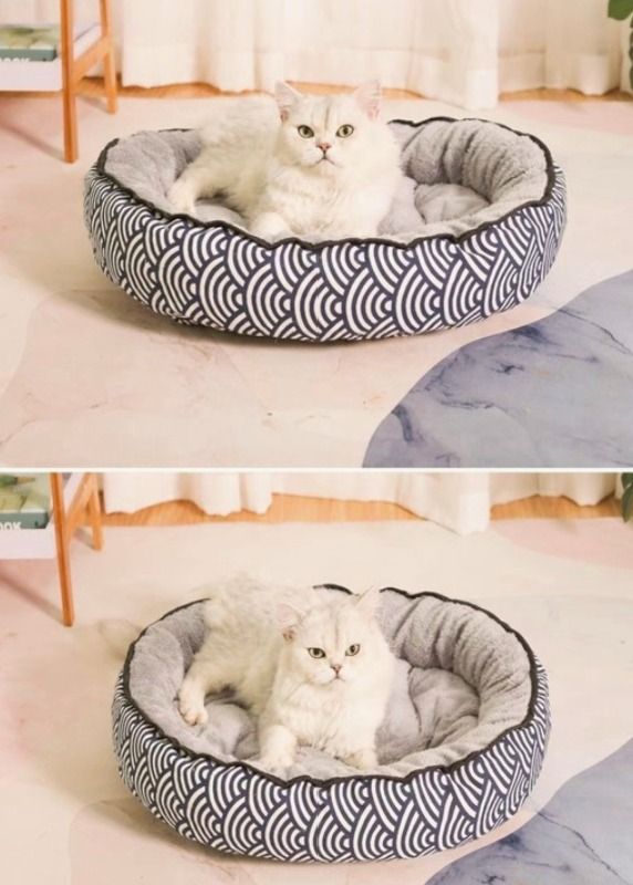 Double cat bed clearance