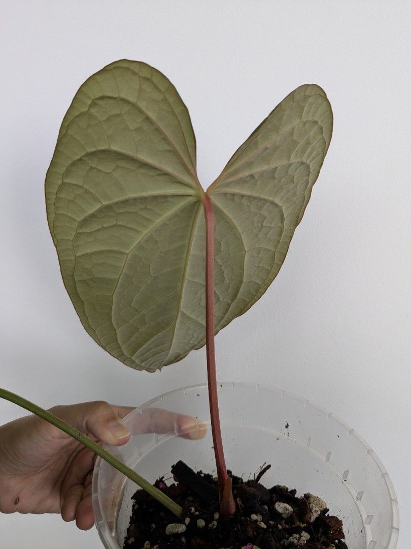 Anthurium Crystallinum x Luxurians, Furniture & Home Living