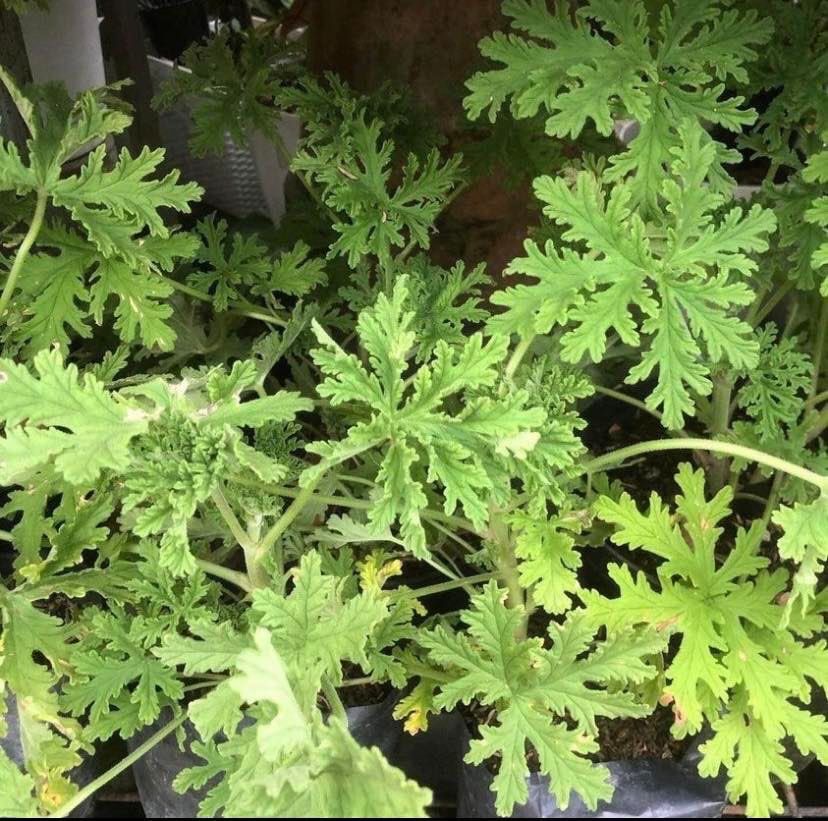 Herbs (Category: Plants & Seeds) located in Quezon City. Submitted by EuansHP.EZundergarments (Listing ID 1319968918, Image 3). Description: Assorted herbs Available Qc location Lalamove delivery Accepting bulk orders.