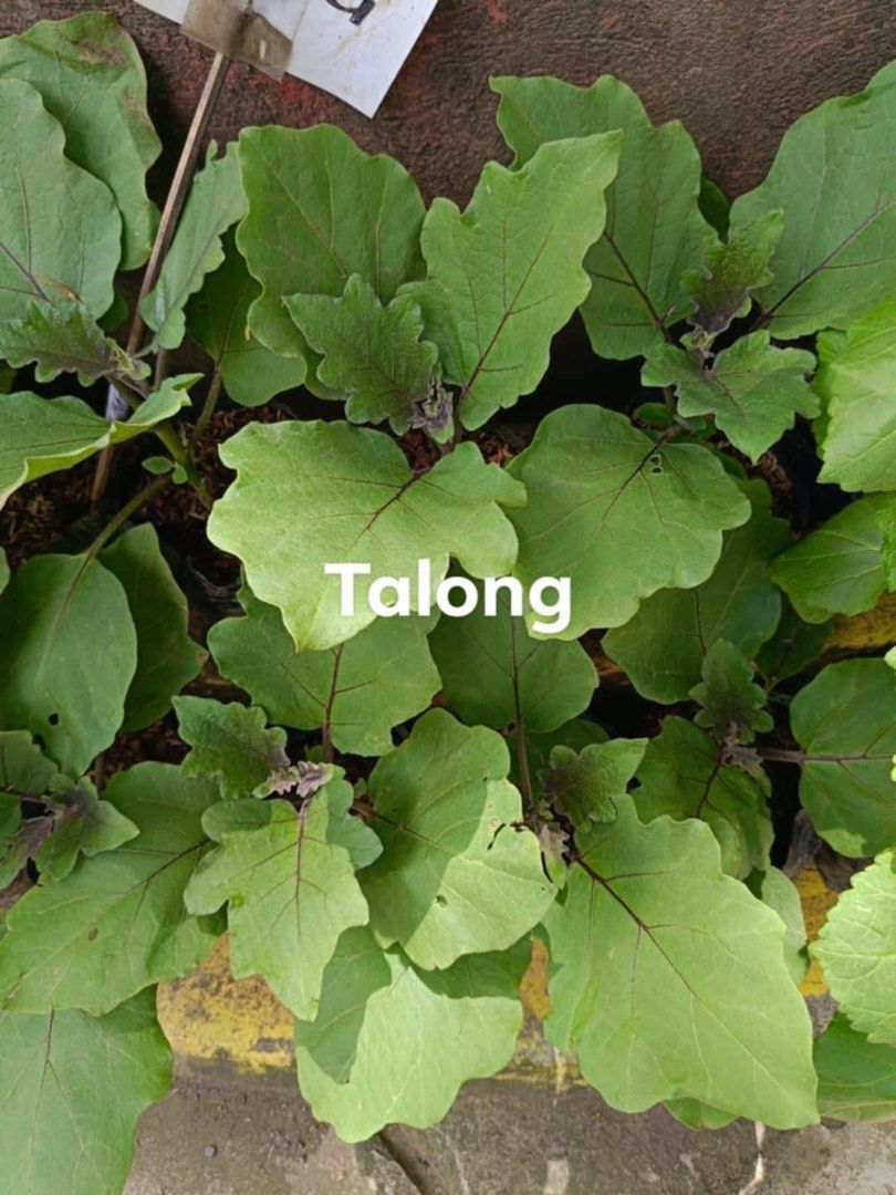 Vegetable plant (Category: Plants & Seeds) located in Quezon City. Submitted by EuansHP.EZundergarments (Listing ID 1319970481, Image 3). Description: Talong Okra Kamatis Sili panigang Native labuyo.