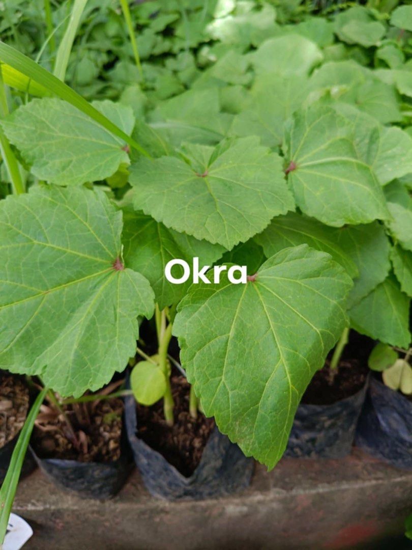 Vegetable plant (Category: Plants & Seeds) located in Quezon City. Submitted by EuansHP.EZundergarments (Listing ID 1319970481, Image 2). Description: Talong Okra Kamatis Sili panigang Native labuyo.