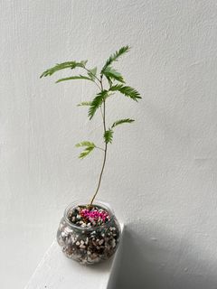 (Category: ) located in . Submitted by Foliage_Concierge (Listing ID 1320178650, Image 1). Description: .