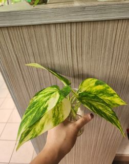 (Category: ) located in . Submitted by wheresjanice (Listing ID 1320190579, Image 1). Description: .