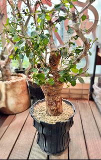 （分類：）位於 。 由 dixk.ng.52 提交（商品編號 1320276603，圖片 1）。簡介： 。