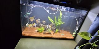 (Category: ) located in . Submitted by santyk01 (Listing ID 1320368358, Image 1). Description: .