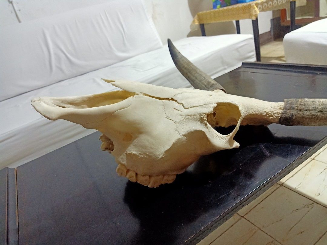 28" wide Large Authentic Cow Skull with Horns (Category: Wall Decor) located in Kalibo. Submitted by anything_random (Listing ID 1320272049, Image 3). Description: Large Domestic Bull Skull. Similar to longhorns with 28" wide horn tip to tip. Good for home display and decor. Add shipping fee.