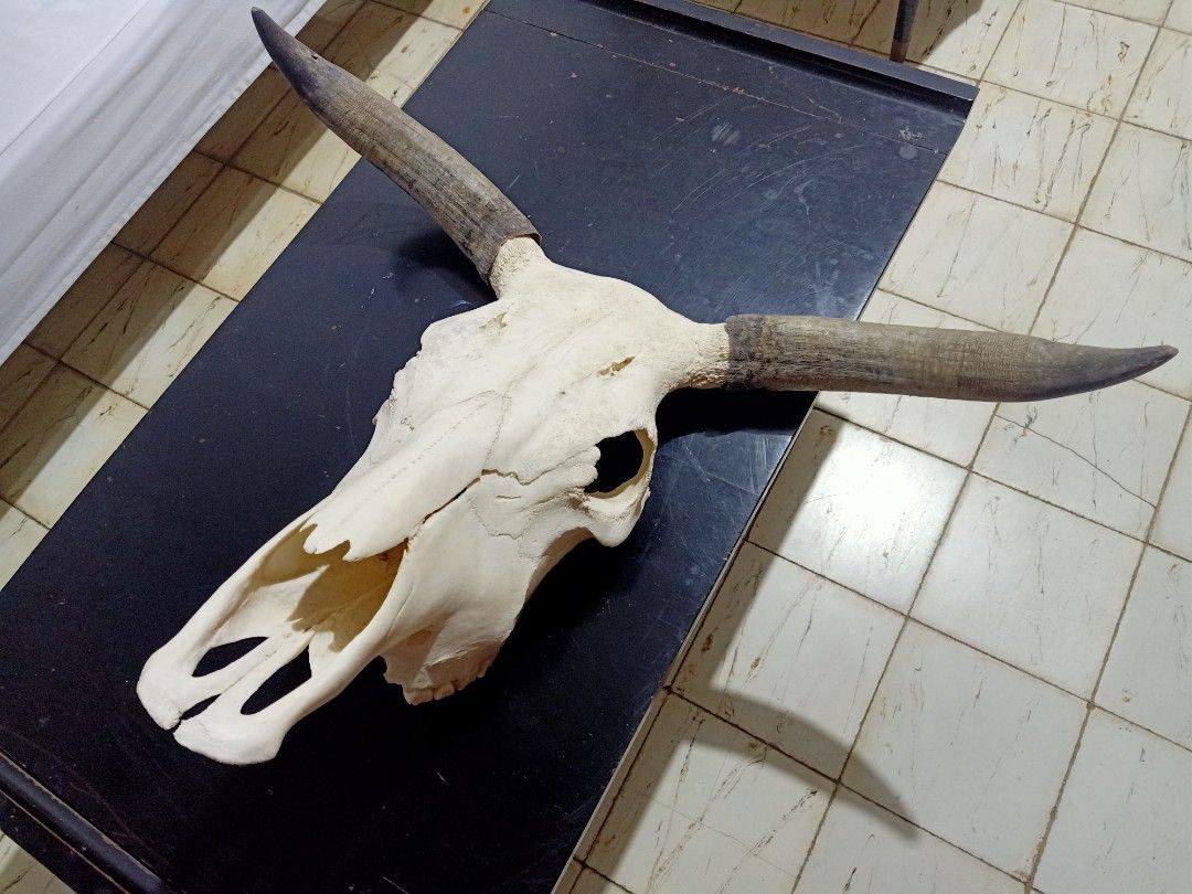28" wide Large Authentic Cow Skull with Horns (Category: Wall Decor) located in Kalibo. Submitted by anything_random (Listing ID 1320272049, Image 2). Description: Large Domestic Bull Skull. Similar to longhorns with 28" wide horn tip to tip. Good for home display and decor. Add shipping fee.