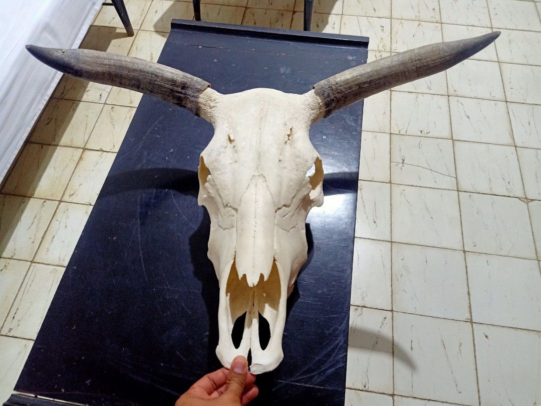 28" wide Large Authentic Cow Skull with Horns (Category: Wall Decor) located in Kalibo. Submitted by anything_random (Listing ID 1320272049, Image 1). Description: Large Domestic Bull Skull. Similar to longhorns with 28" wide horn tip to tip. Good for home display and decor. Add shipping fee.