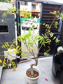 (Category: ) located in . Submitted by lalithak_9 (Listing ID 1320264929, Image 1). Description: .