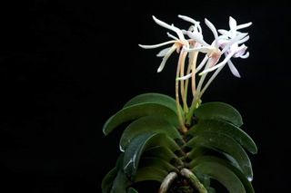 (Category: ) located in . Submitted by plant_nerd05 (Listing ID 1320357963, Image 1). Description: .