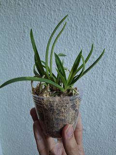 (Category: ) located in . Submitted by plant_nerd05 (Listing ID 1320359233, Image 1). Description: .