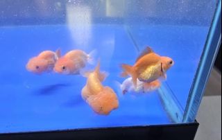 (Category: ) located in . Submitted by chris2311 (Listing ID 1320499806, Image 1). Description: .