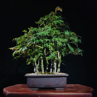 (Category: ) located in . Submitted by bonsai_inc (Listing ID 1320416823, Image 1). Description: .