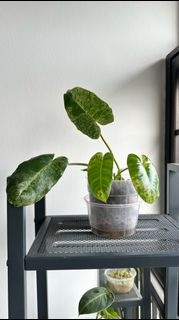 (Category: ) located in . Submitted by hdb_gardener (Listing ID 1320400369, Image 1). Description: .
