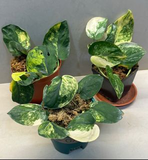 (Category: ) located in . Submitted by _plantdaddy_ (Listing ID 1320412726, Image 1). Description: .