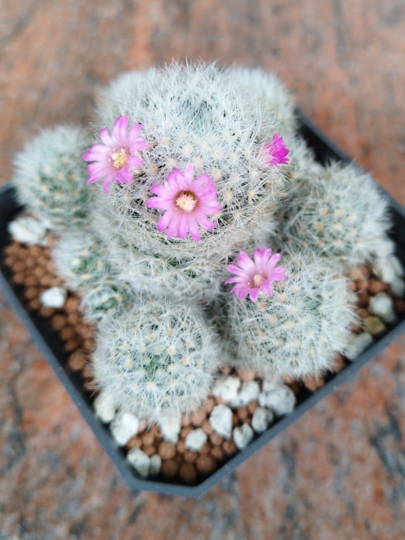 Mammillaria laui ssp. dasyacantha, Furniture & Home Living, Gardening,  Plants & Seeds on Carousell