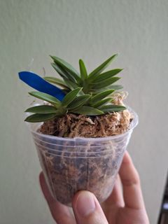 (Category: ) located in . Submitted by plant_nerd05 (Listing ID 1320583008, Image 1). Description: .