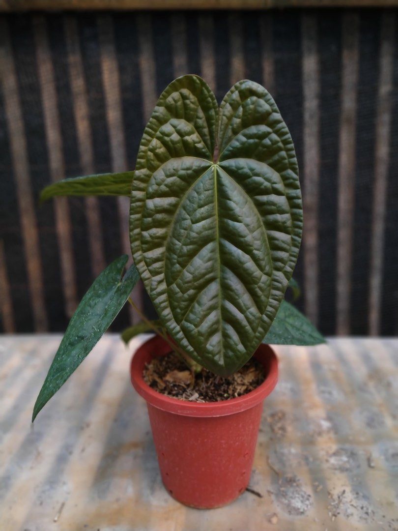 Anthurium Dark Phoenix x Luxurians 【公式通販】 Anthurium Dark Phoenix x Luxurians 【公式通販】