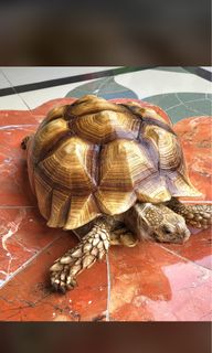 (Kategori: ) berada di . Dikirim oleh ikiiiiii (ID iklan 1320793721, Gambar 1). Deskripsi: .