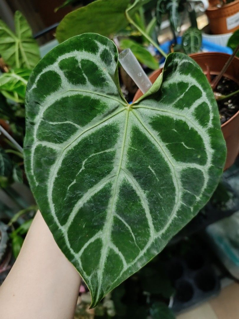 Anthurium SKG sliver x Red Crystall self Anthurium SKG Silver vs