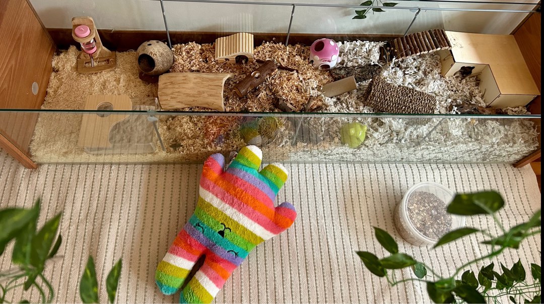 Ikea Detolf for hamster cage no shelves accessories Pet Supplies Homes Other Pet Accessories on Carousell