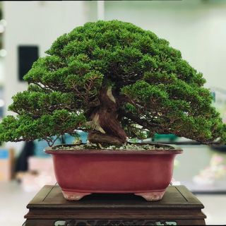 (Category: ) located in . Submitted by bonsai_inc (Listing ID 1317786516, Image 1). Description: .