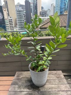 （分類：）位於 。 由 adam.leishman 提交（商品編號 1317781741，圖片 1）。簡介： 。