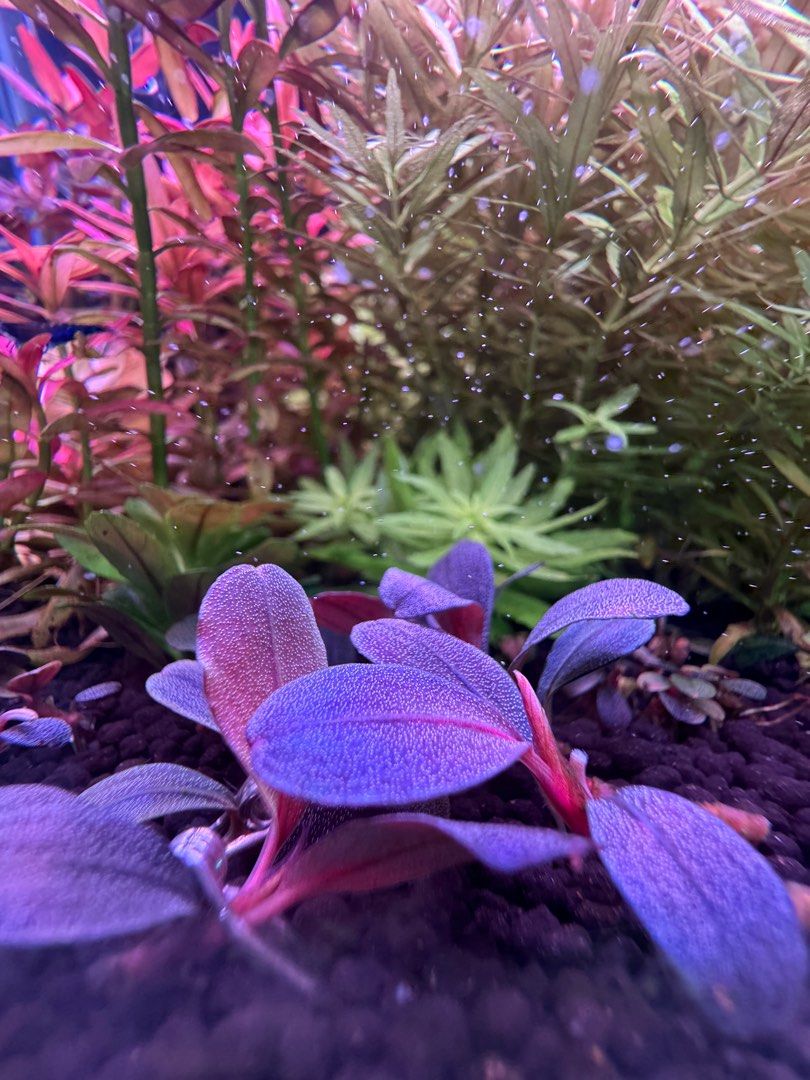 ブセファランドラ sp Helena roud? 一点物 Bucephalandra sp. Red