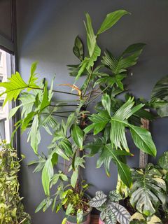 (Category: ) located in . Submitted by GoingGreen (Listing ID 1320977064, Image 1). Description: .