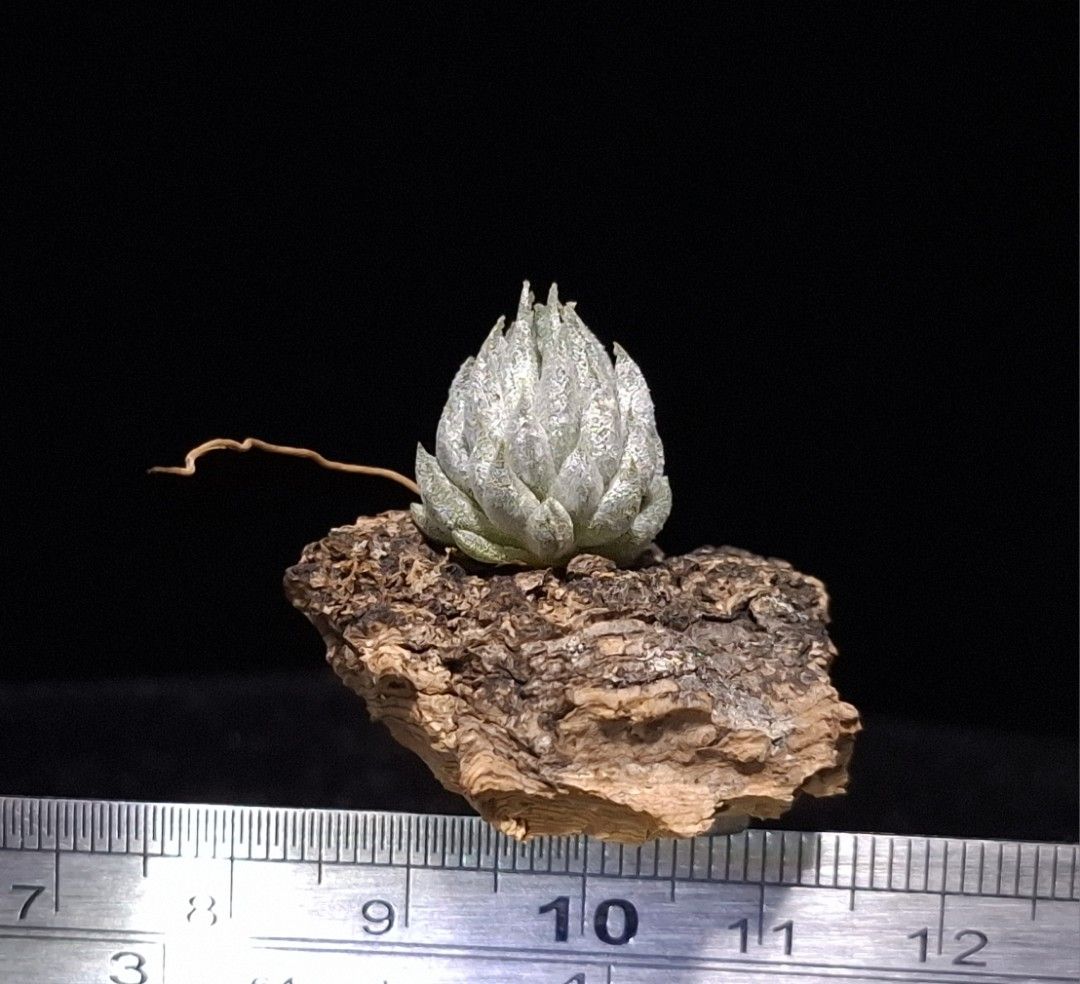 Tillandsia ionantha 'Haselnuss' Koehres