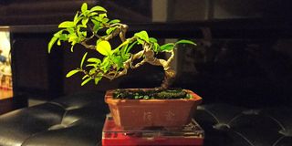 (Category: ) located in . Submitted by okmen (Listing ID 1321081892, Image 1). Description: .