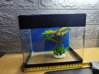 (Category: ) located in . Submitted by edjo1688 (Listing ID 1321249626, Image 1). Description: .
