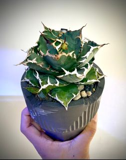 （分類：）位於 。 由 dai2314 提交（商品編號 1321251392，圖片 1）。簡介： 。