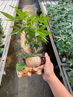(Category: ) located in . Submitted by sawadeeplant (Listing ID 1321305021, Image 1). Description: .