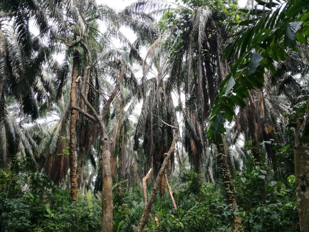 Tanah pertanian 2.3 ekar di slim river untuk dijual, Property, For Sale