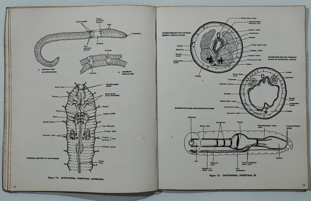 ZOOLOGICAL DRAWING Hobbies Toys Books Magazines Storybooks on