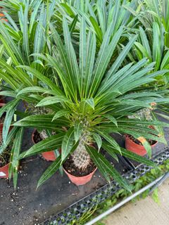 (Category: ) located in . Submitted by gardenfunfarm (Listing ID 1321416544, Image 1). Description: .