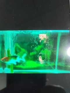 (Category: ) located in . Submitted by kiamdanny (Listing ID 1321639150, Image 1). Description: .