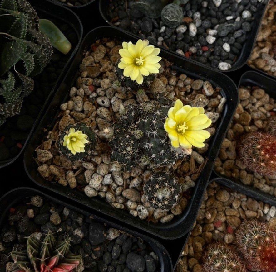 Frailea Uhligiana Cactus Plant (Category: Plants & Seeds) located in Taytay. Submitted by urban.bodega (Listing ID 1313787972, Image 1). Description: Frailea Uhligiana Cactus Plant for sale! Php 50 With freebies Shipped no pot no soil Already producing seeds Seed grown. Will be picked randomly SF c/o buyer Grab or Lalamove Ok for door pick up MOP : Gcash or Maya All sales final No return. No exchange.