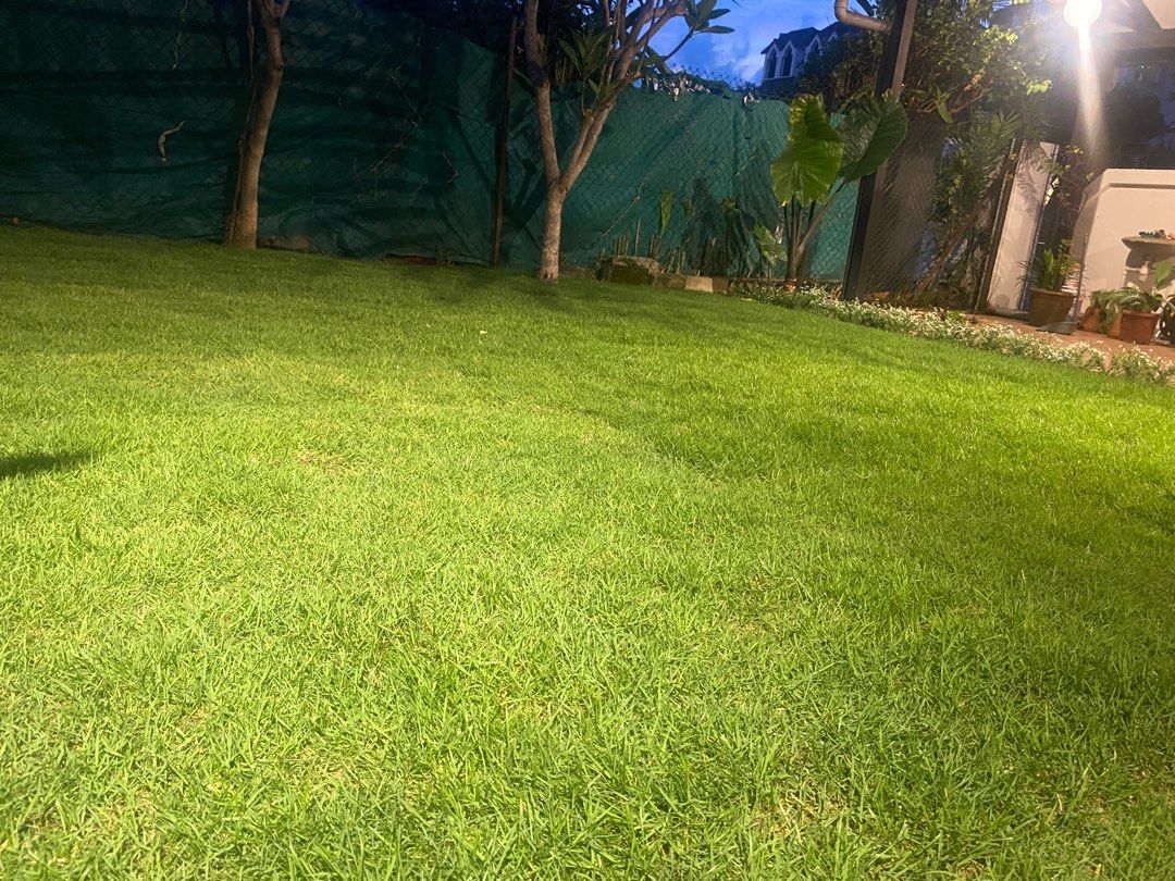Grass cutting & Garden Maintenance 64884983977603114