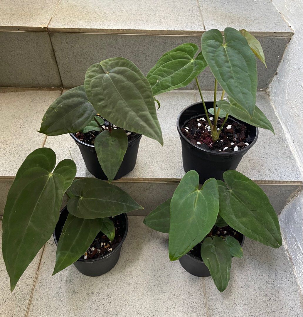 Anthurium Papillilaminum Guna Yala, Furniture & Home Living, Gardening,  Plants & Seeds on Carousell