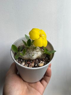 （分類：）位於 。 由 howgoodmythings 提交（商品編號 1321901303，圖片 1）。簡介： 。